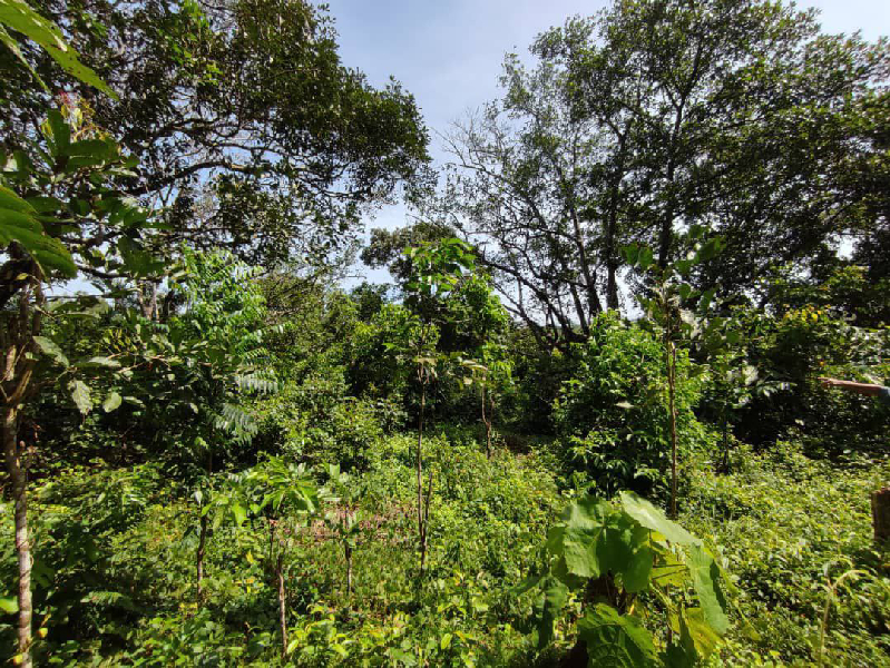 TANAH PERTANIAN BUKIT GOH, KUANTAN - photo 1