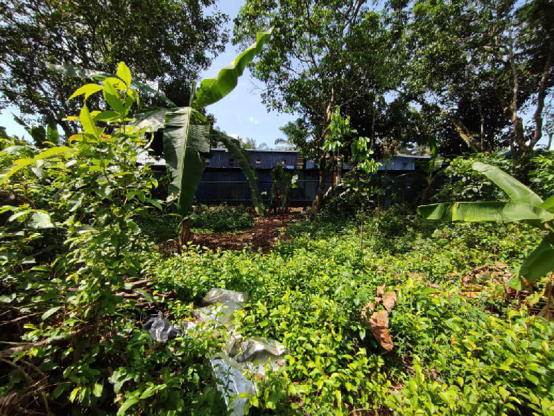 TANAH PERTANIAN BUKIT GOH, KUANTAN - photo 2