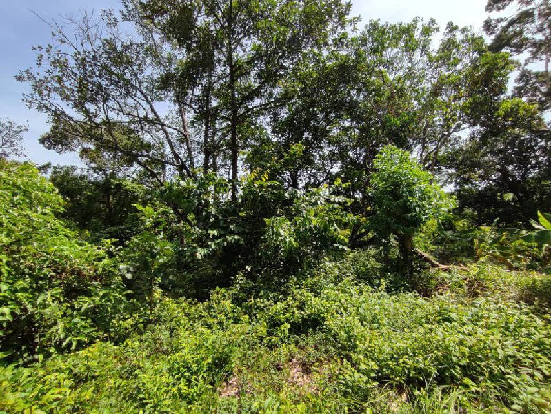 TANAH PERTANIAN BUKIT GOH, KUANTAN - photo 3