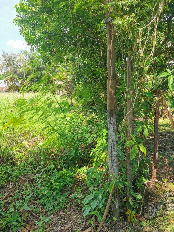 Residential Banglo  Lot Near KL for Sale - photo 4