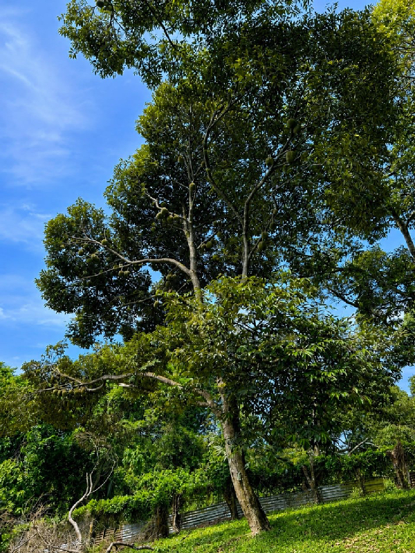 Kebun buah-buahan 5ekar di Jelebu, Negeri Sembilan - photo 3