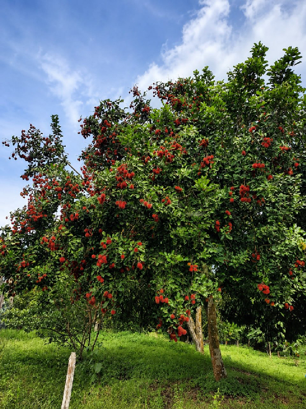 Kebun buah-buahan 5ekar di Jelebu, Negeri Sembilan - photo 8
