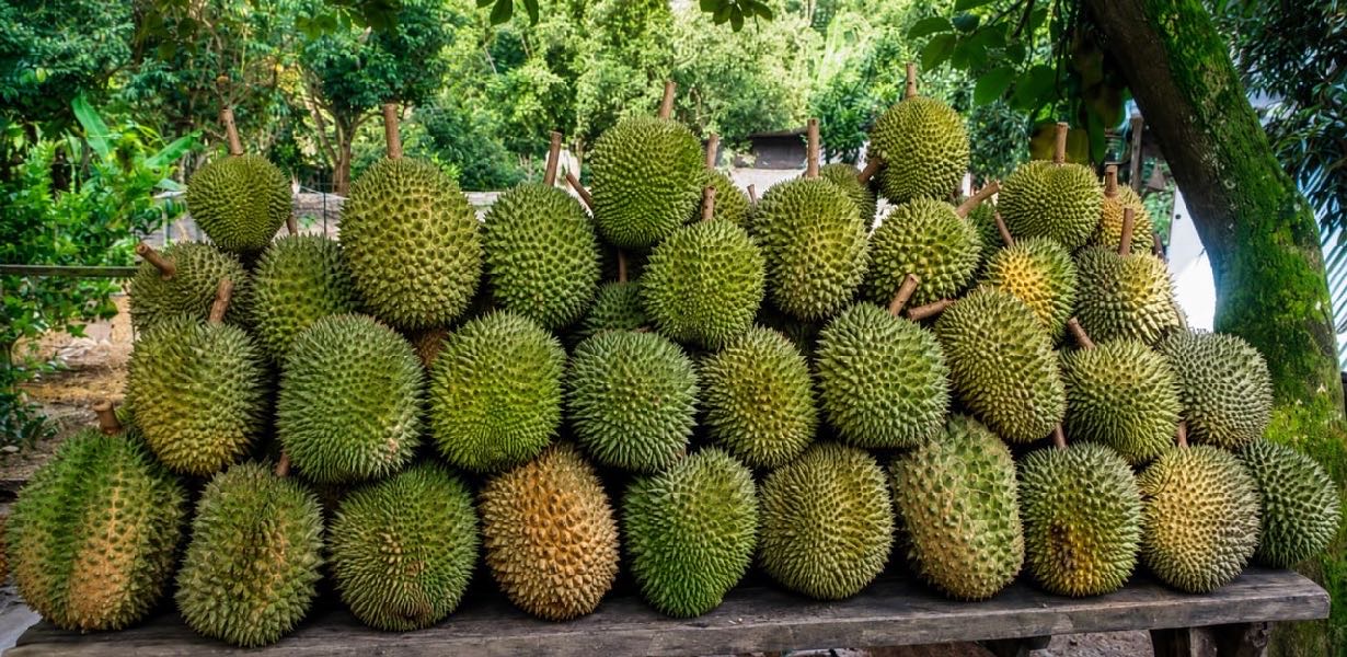 Kebun buah-buahan 5ekar di Jelebu, Negeri Sembilan - photo 11