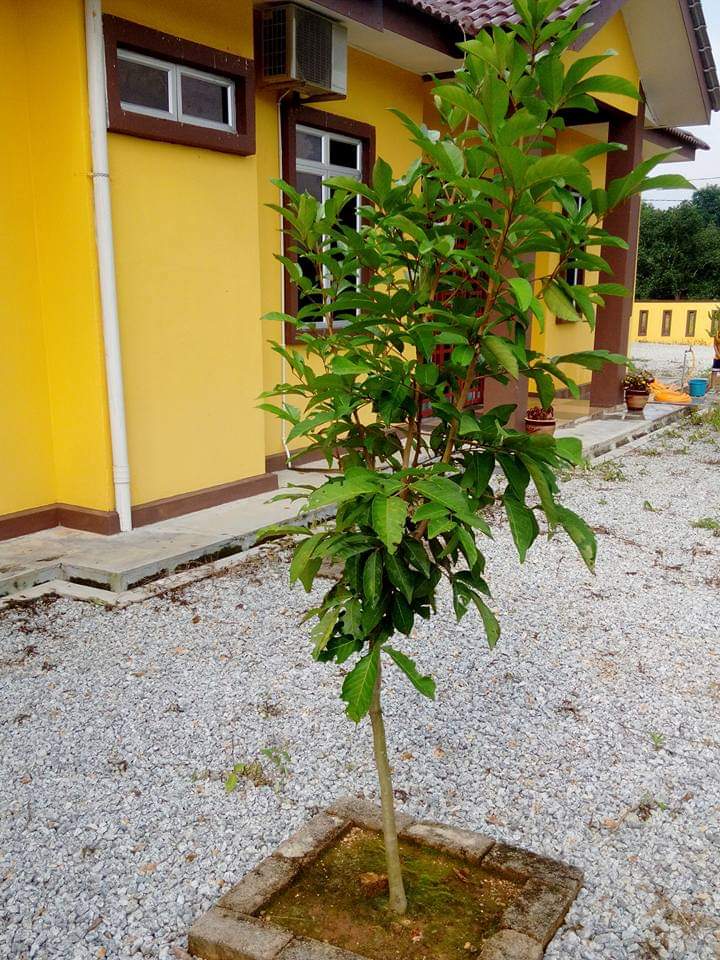Air Puteh Serdang Kedah - photo 3