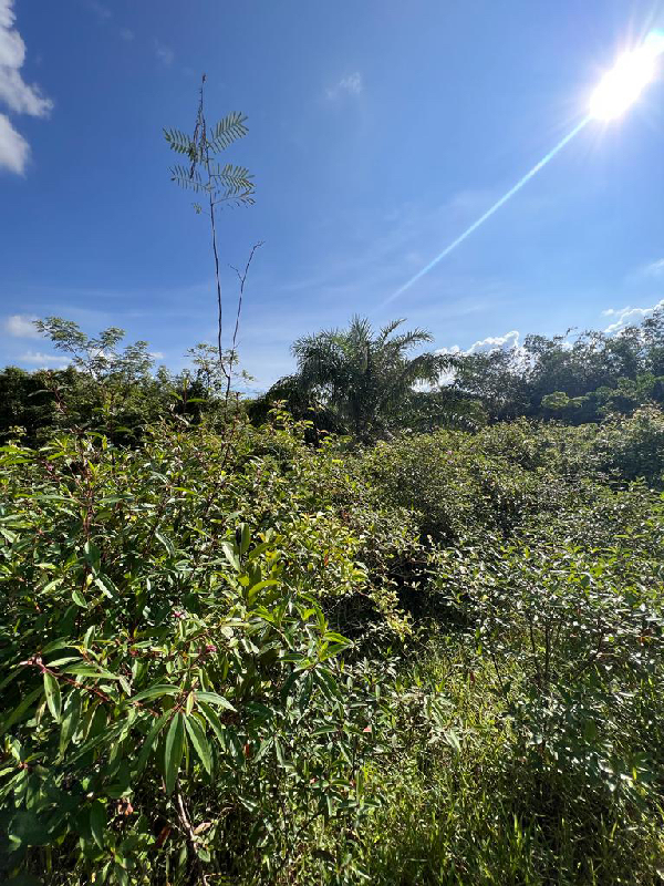 Tanah Pertanian Mukim Selemak Rembau  - photo 4