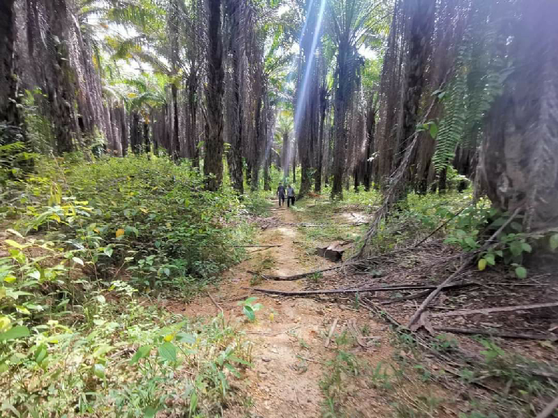 Tanah Untuk DiJual Di Kg Selarong, Pengkalan Hulu.  - photo 2