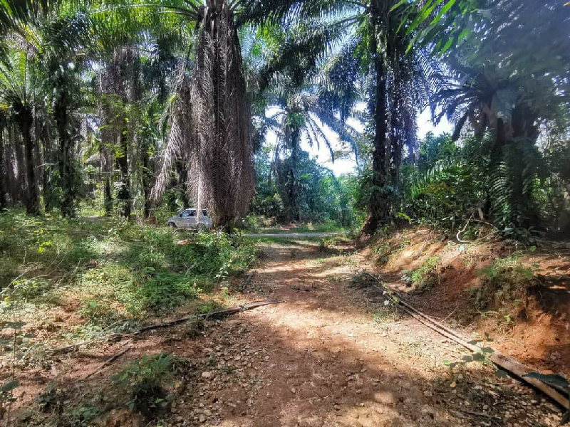 Tanah Untuk DiJual Di Kg Selarong, Pengkalan Hulu.  - photo 4
