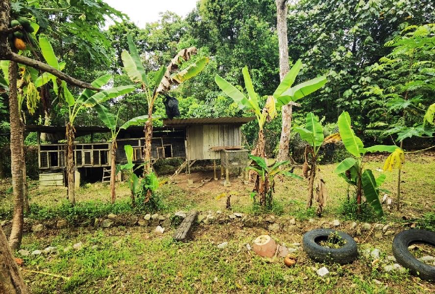 Tanah Kebun Rumah Rehat Moden Jalan Bukit Cerakah Kapar Klang - photo 11