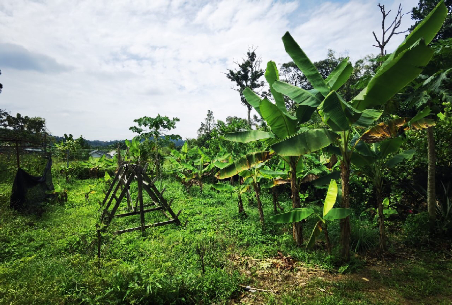Tanah Kebun Rumah Rehat Moden Jalan Bukit Cerakah Kapar Klang - photo 12