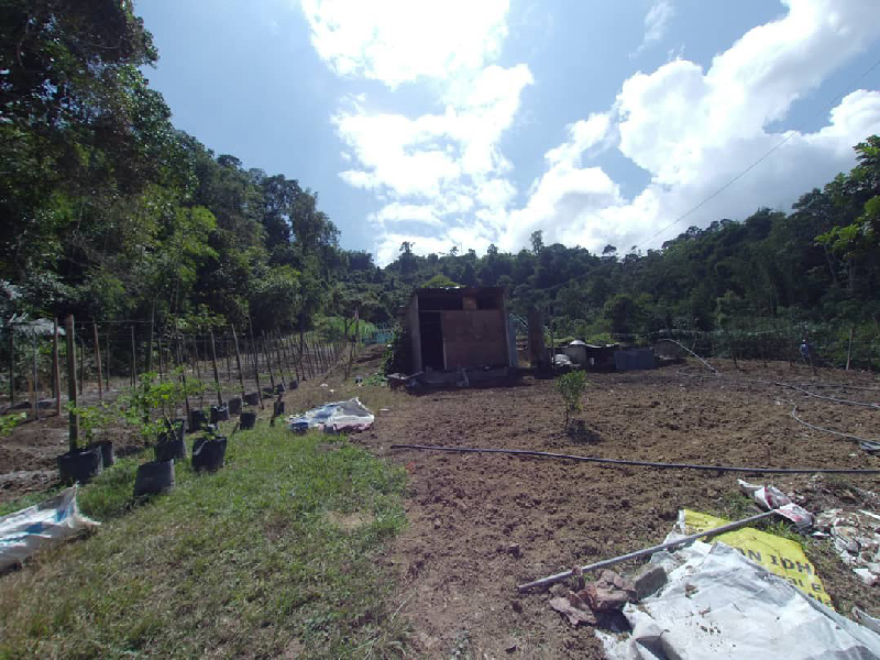 TANAH PERTANIAM DI KAWASAN PERANGINAN PULAU SANTAP JANDA BAIK PAHANG  