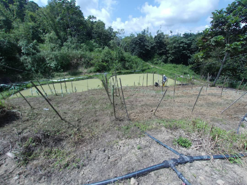 TANAH PERTANIAM DI KAWASAN PERANGINAN PULAU SANTAP JANDA BAIK PAHANG   - photo 3