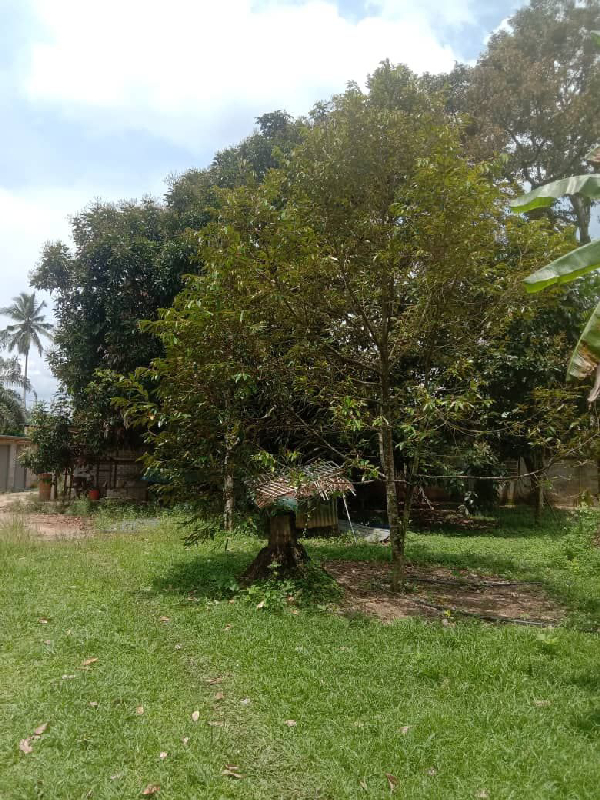DUSUN DURIAN KING KAMPUNG CHENERAK MUKIM ULU TRIANG JELEBU.