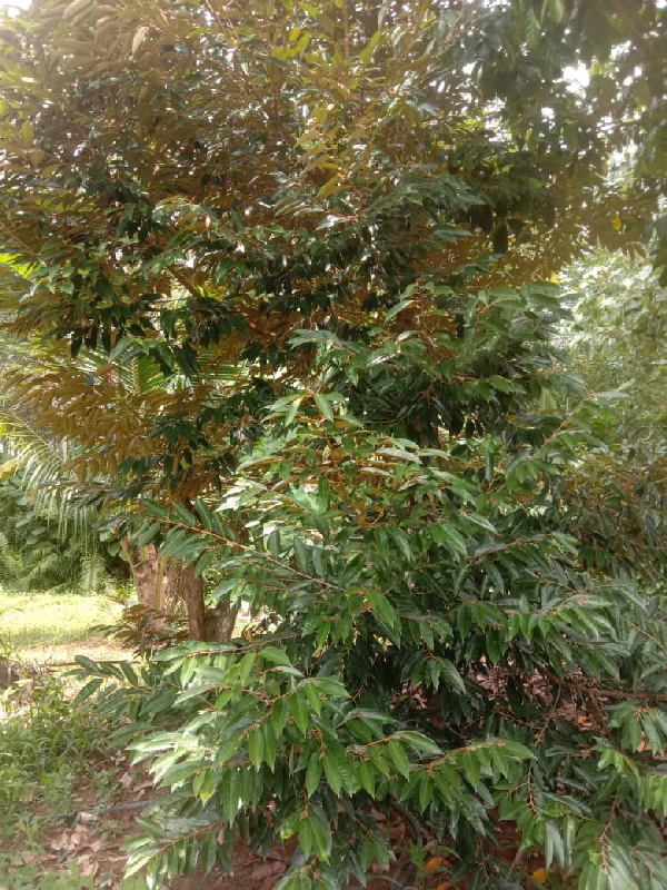 DUSUN DURIAN KING KAMPUNG CHENERAK MUKIM ULU TRIANG JELEBU. - photo 3