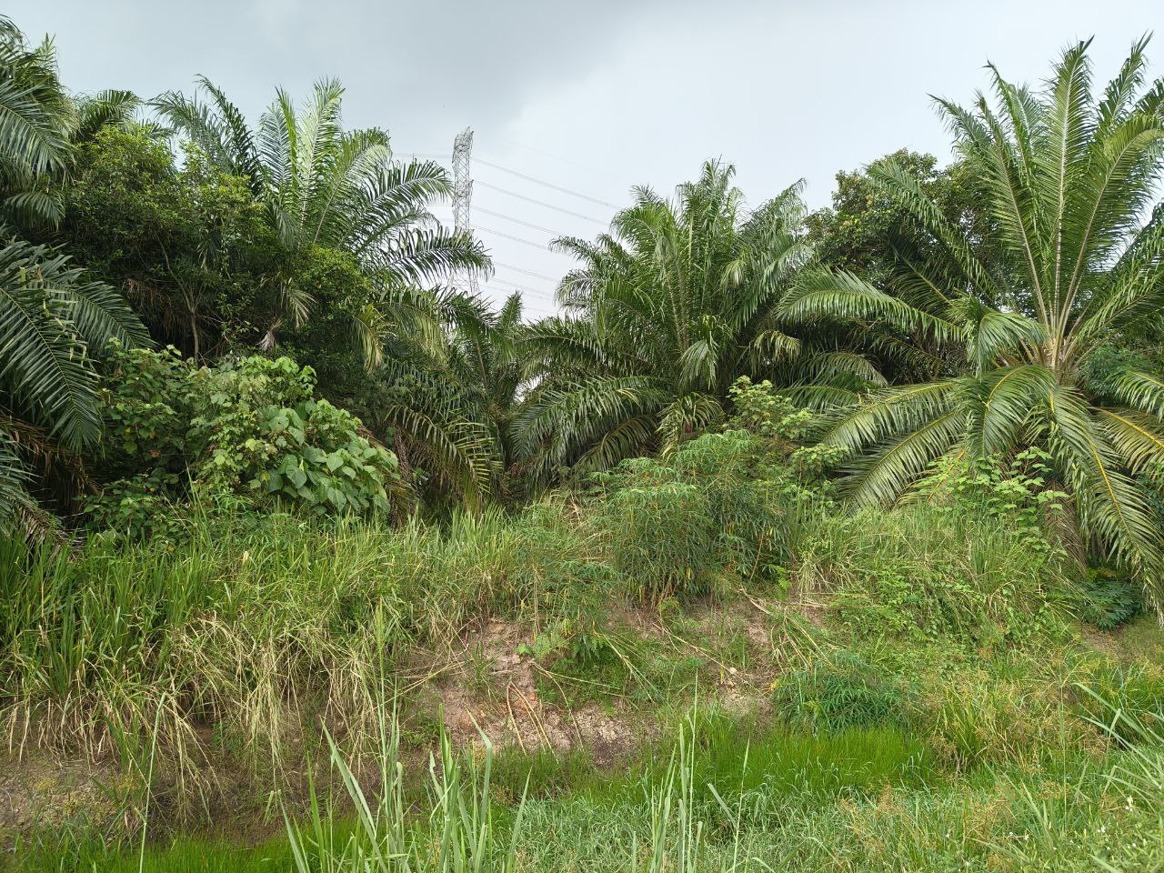 Tanah Pertanian Olak Lempit - photo 4