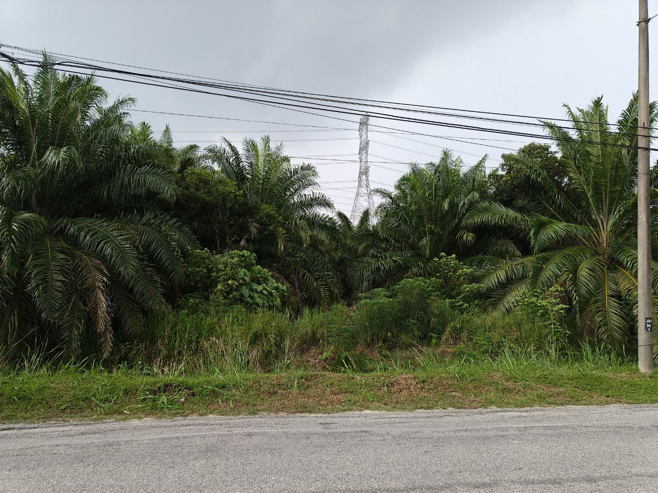 Tanah Pertanian Olak Lempit - photo 7