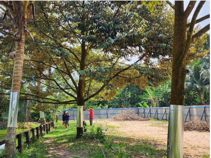Durian Farm with Resort for Sale  Hulu Langat - photo 2