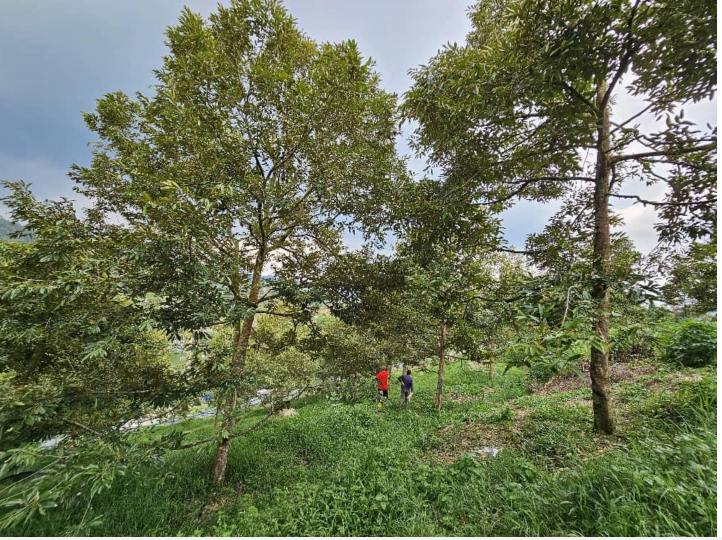 Durian Farm with Resort for Sale  Hulu Langat - photo 3