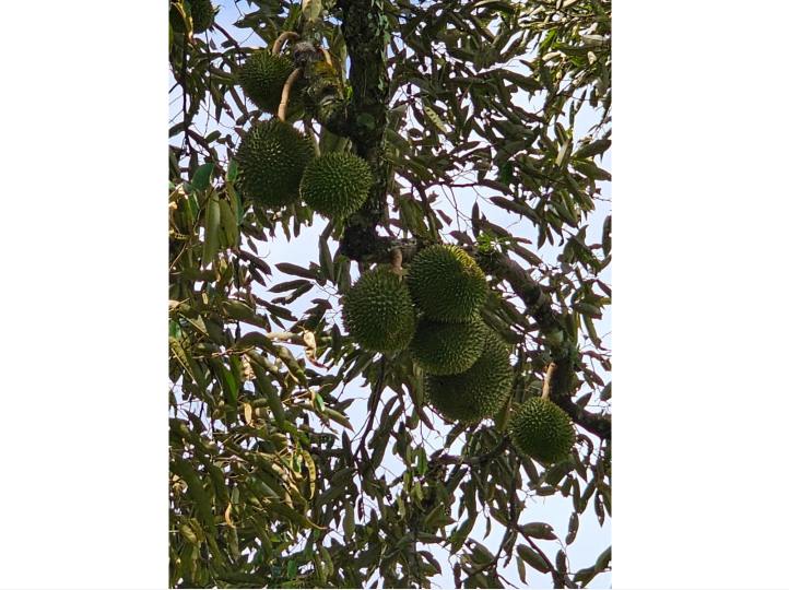 Durian Farm with Resort for Sale  Hulu Langat - photo 4