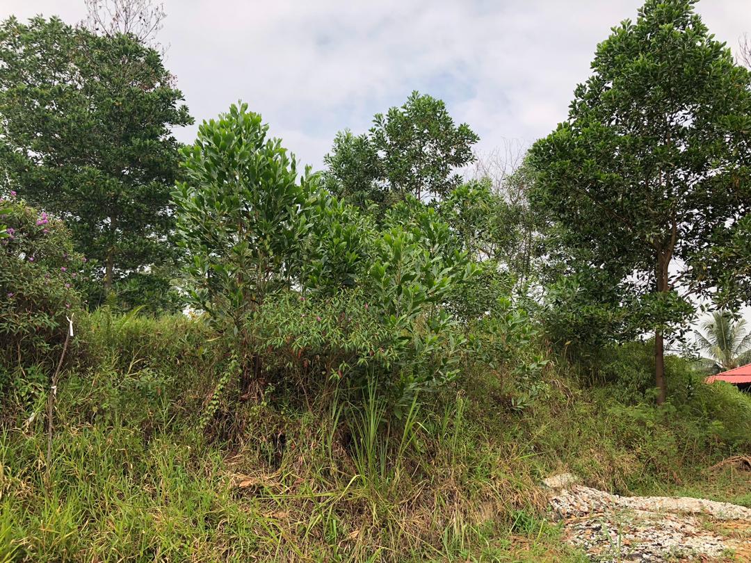 Corner Lot Banglo Sungai Merab - photo 5