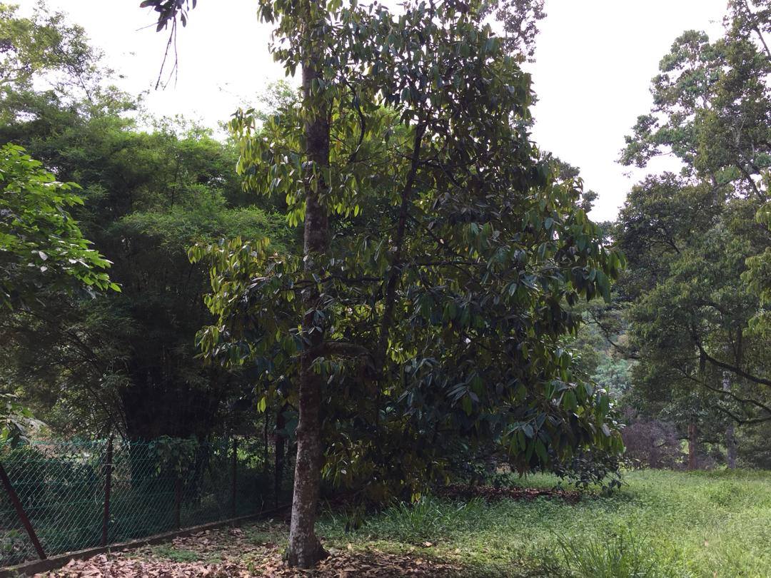 Tanah Durian IOI D24 Nilai dekat Lenggeng Seremban - photo 2