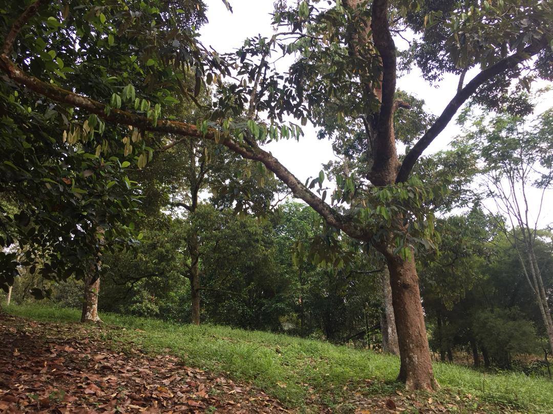 Tanah Durian IOI D24 Nilai dekat Lenggeng Seremban - photo 8