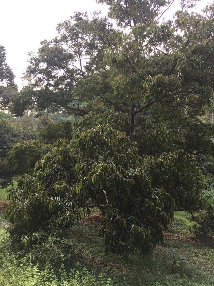 Tanah Durian IOI D24 Nilai dekat Lenggeng Seremban - photo 3