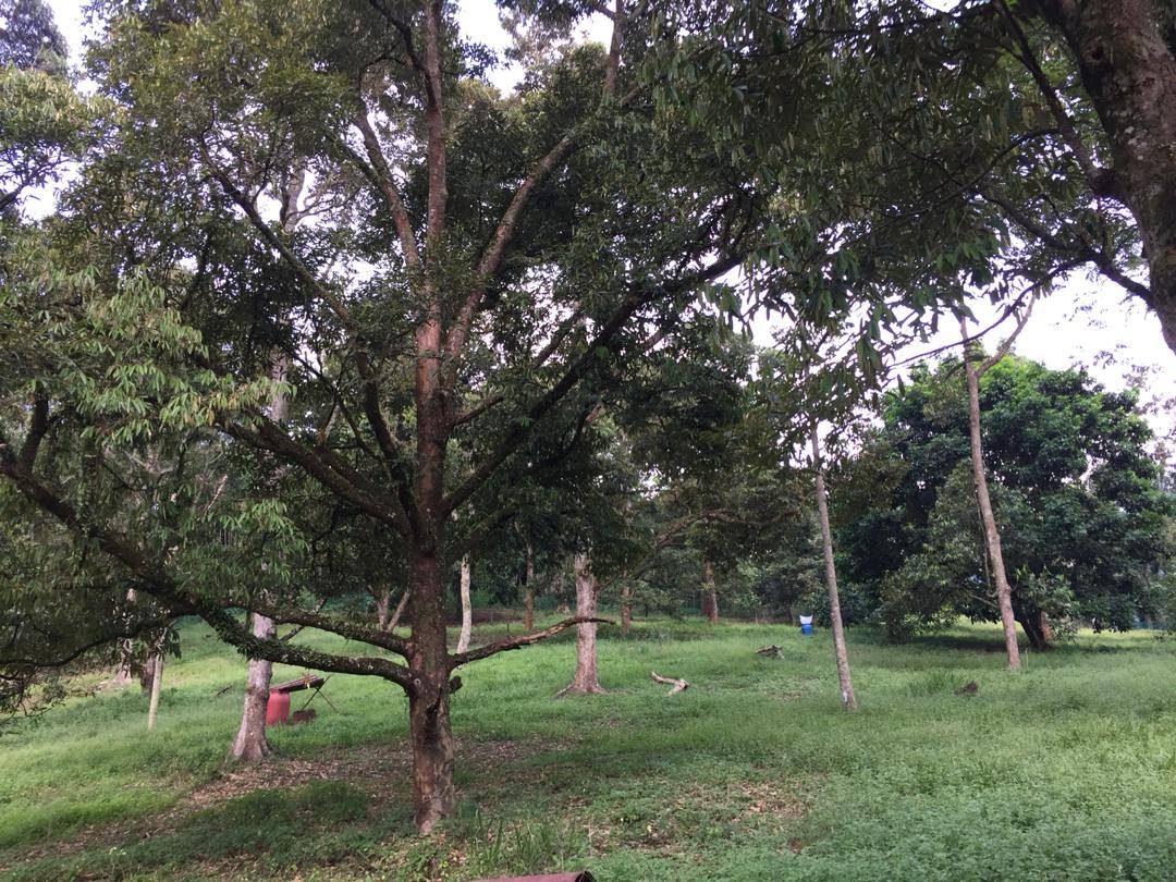 Tanah Durian IOI D24 Nilai dekat Lenggeng Seremban - photo 5