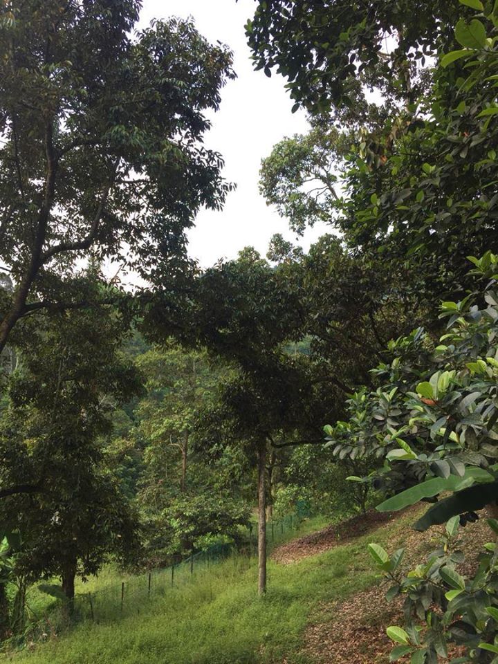 Tanah Durian IOI D24 Nilai dekat Lenggeng Seremban - photo 4