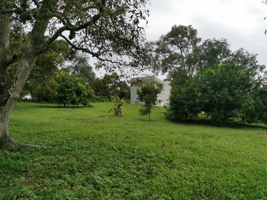 Dusun Buah Kampung Sungai Machang Ulu Lenggeng N9