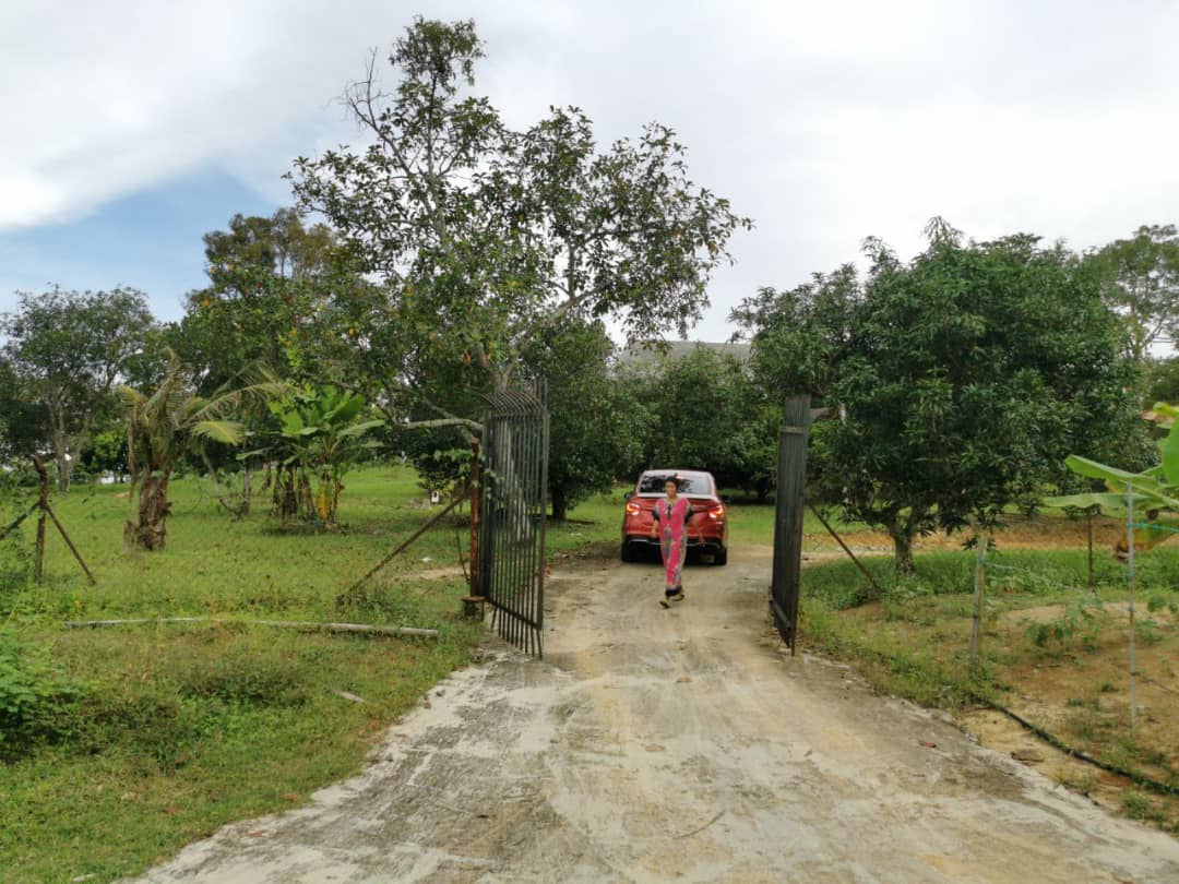 Dusun Buah Kampung Sungai Machang Ulu Lenggeng N9 - photo 3