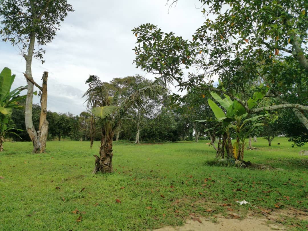 Dusun Buah Kampung Sungai Machang Ulu Lenggeng N9 - photo 4
