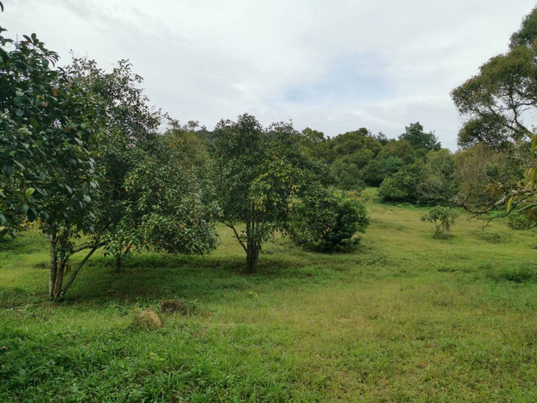 Dusun Buah Kampung Sungai Machang Ulu Lenggeng N9 - photo 7