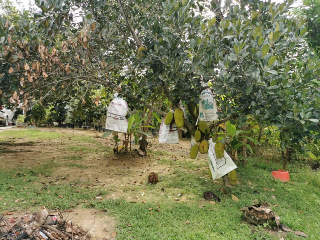 Dusun Buah Kampung Sungai Machang Ulu Lenggeng N9 - photo 8