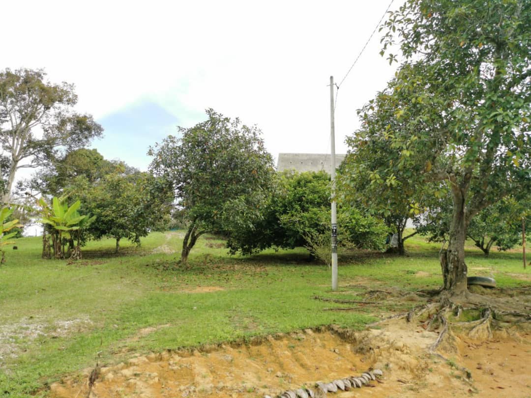 Dusun Buah Kampung Sungai Machang Ulu Lenggeng N9 - photo 9