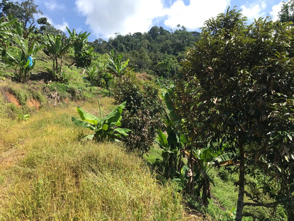 Tanah Dusun Durian Lima Ekar Ulu Dong Raub Pahang - photo 1