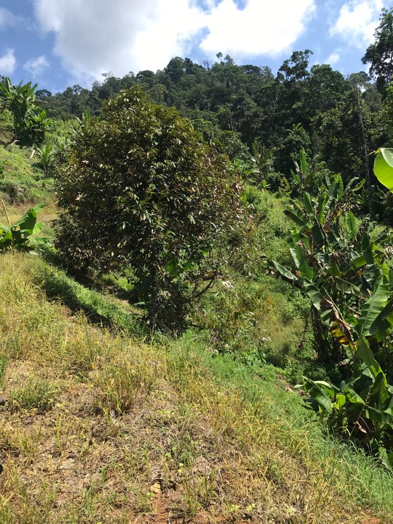 Tanah Dusun Durian Lima Ekar Ulu Dong Raub Pahang - photo 3