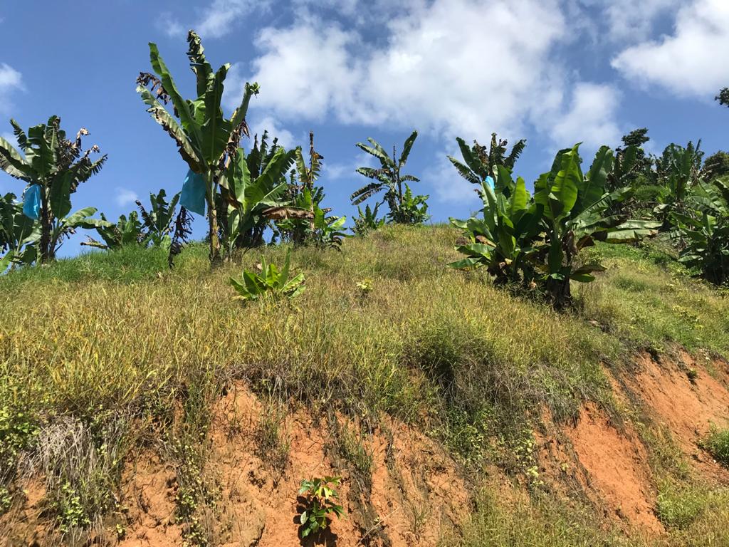 Tanah Dusun Durian Lima Ekar Ulu Dong Raub Pahang - photo 5