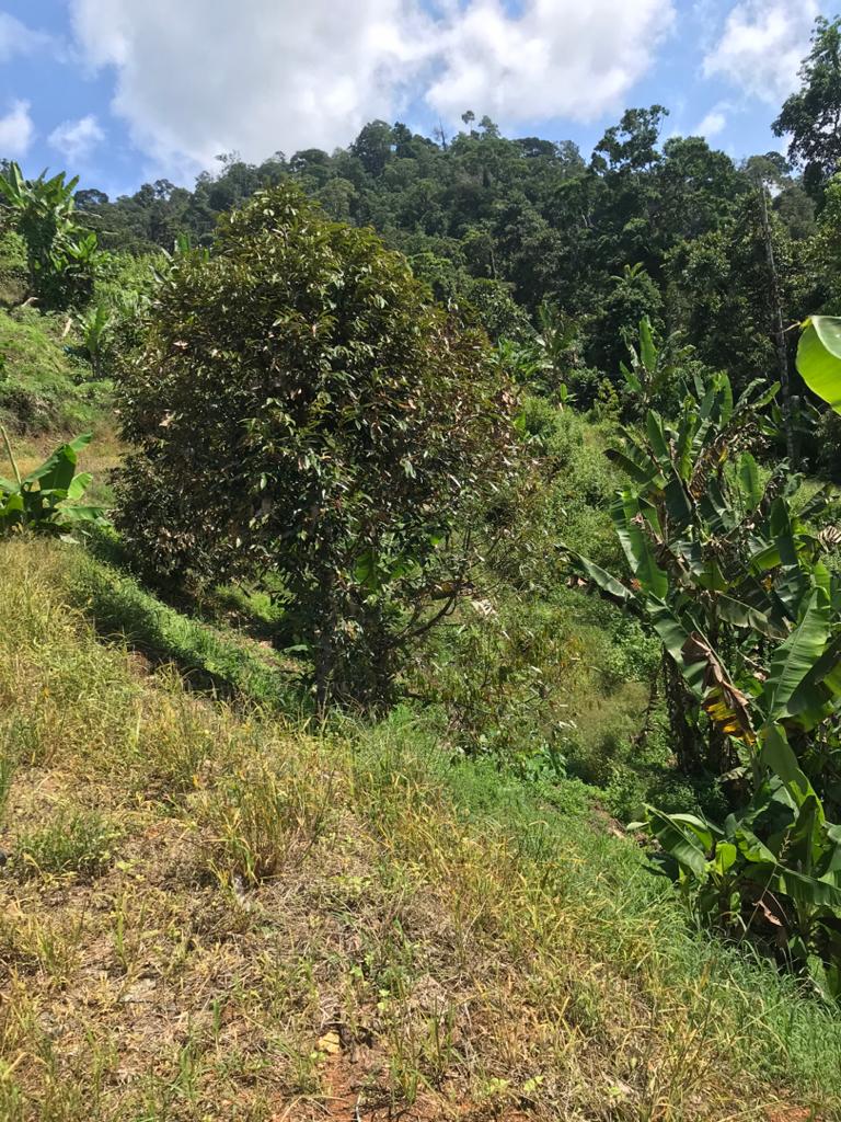 Tanah Dusun Durian Lima Ekar Ulu Dong Raub Pahang - photo 6