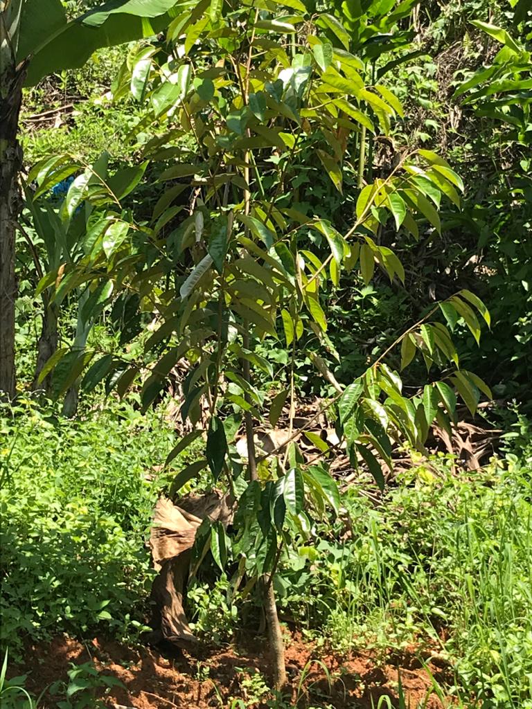 Tanah Dusun Durian Lima Ekar Ulu Dong Raub Pahang - photo 7