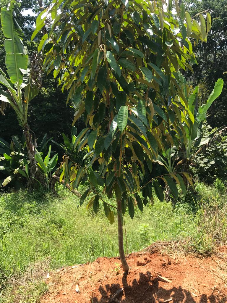 Tanah Dusun Durian Lima Ekar Ulu Dong Raub Pahang - photo 8