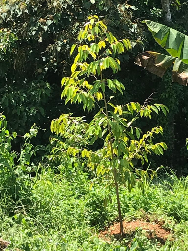 Tanah Dusun Durian Lima Ekar Ulu Dong Raub Pahang - photo 9