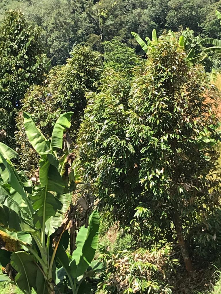 Tanah Dusun Durian Lima Ekar Ulu Dong Raub Pahang - photo 10