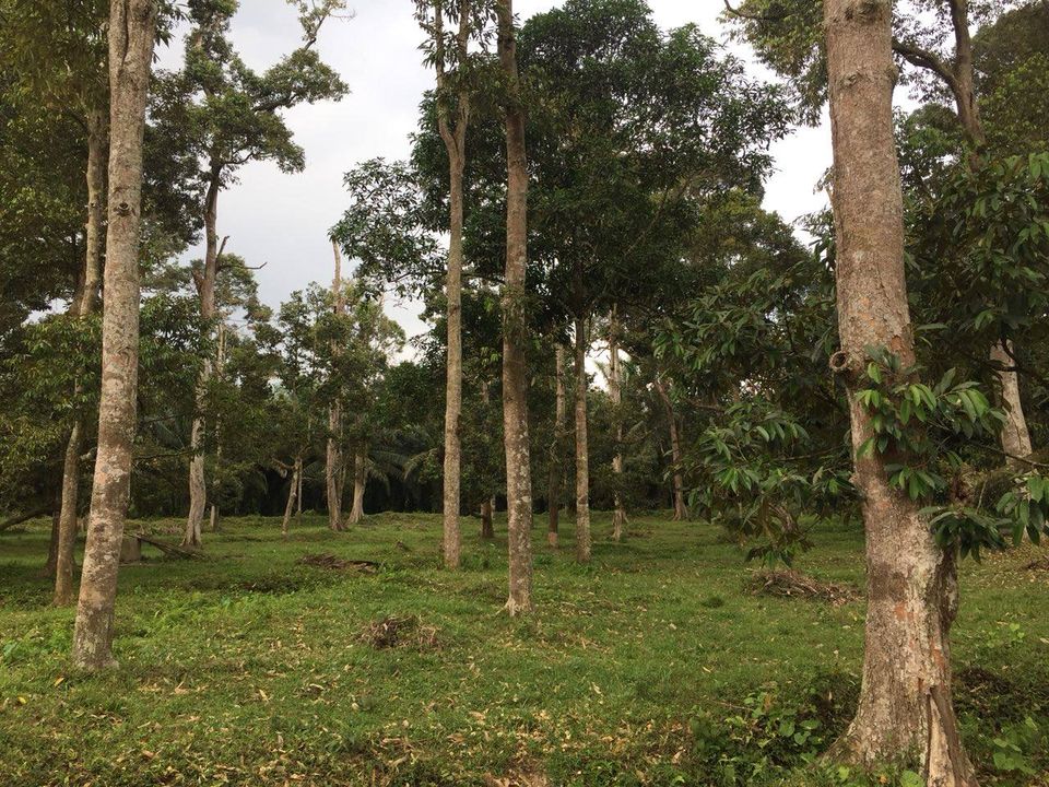 Tanah Tepi Jalan Chinchang Labu F1 KLIA Sepang