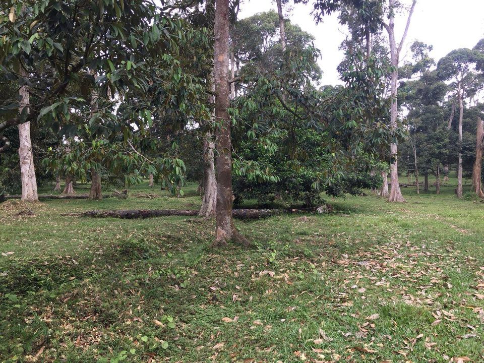 Tanah Tepi Jalan Chinchang Labu F1 KLIA Sepang - photo 2