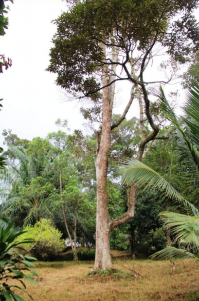Tanah Chinchang Labu Salak Tinggi F1 KLIA Sepang