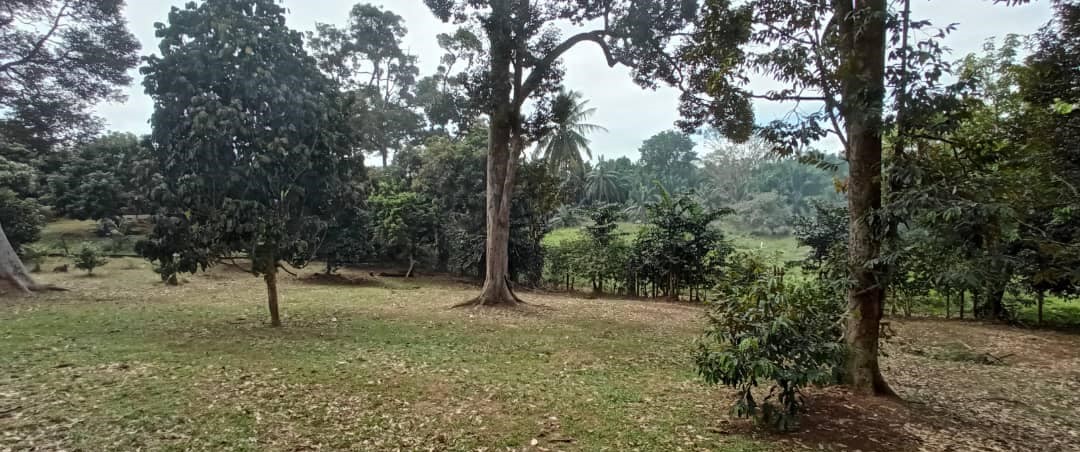 Dusun Durian Pekan Rantau Negeri Sembilan