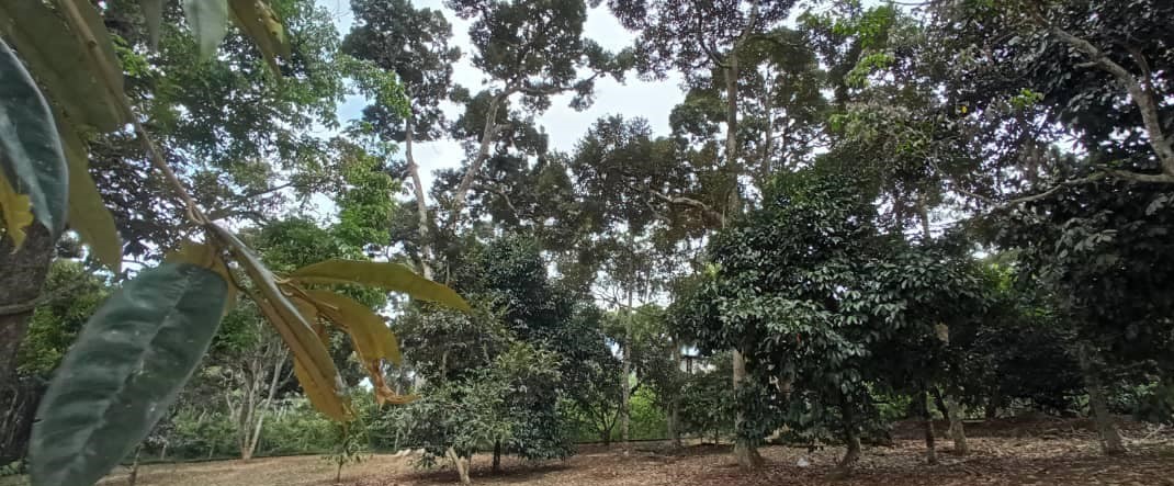 Dusun Durian Pekan Rantau Negeri Sembilan - photo 2