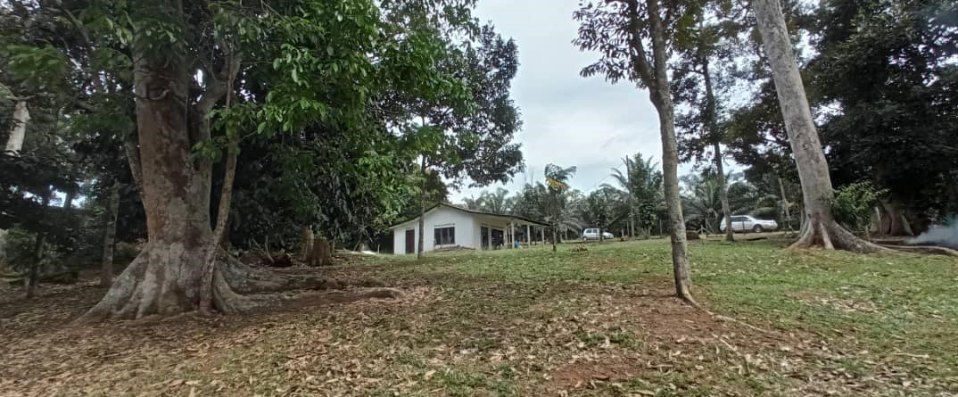 Dusun Durian Pekan Rantau Negeri Sembilan - photo 3