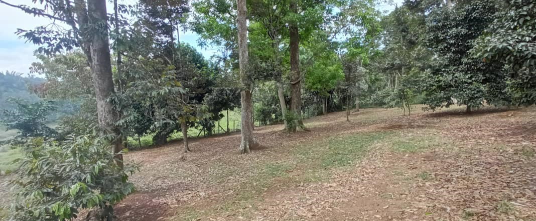 Dusun Durian Pekan Rantau Negeri Sembilan - photo 4
