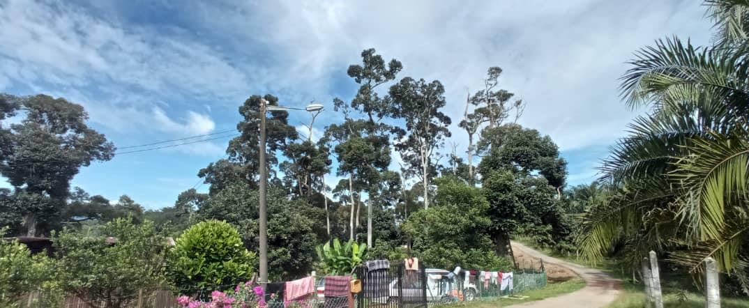 Dusun Durian Pekan Rantau Negeri Sembilan - photo 5